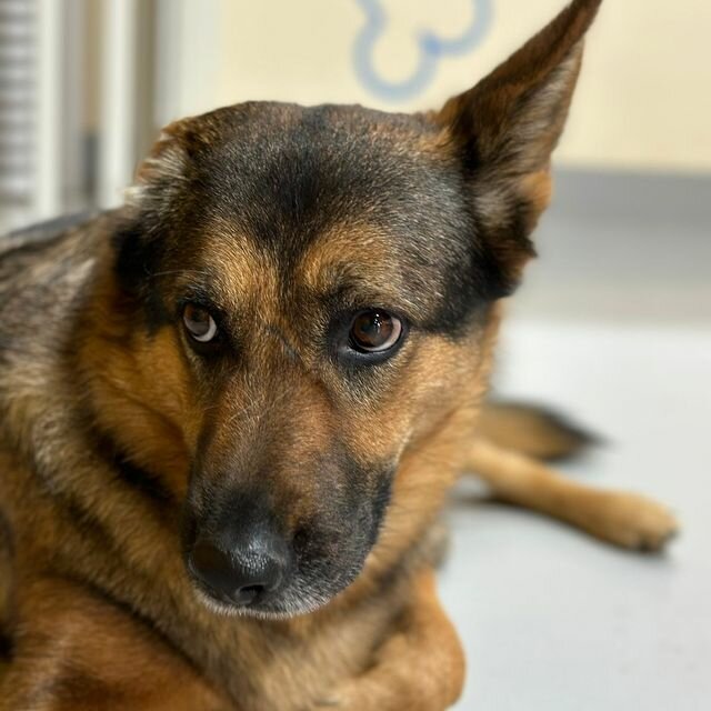 Pet hotel Happy Buddies Dog Day Care Centre, Dubai, photo