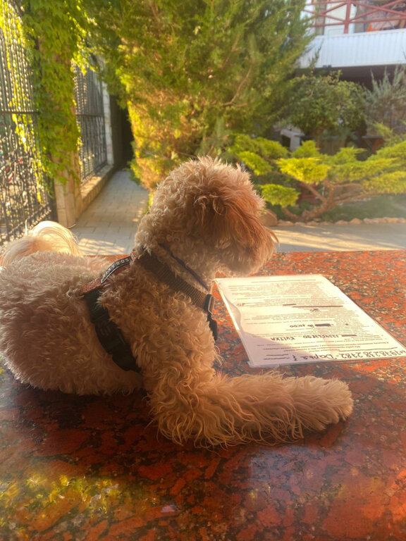 Фото Квитка