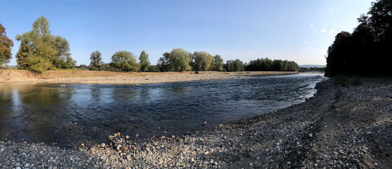 Фото Павлония