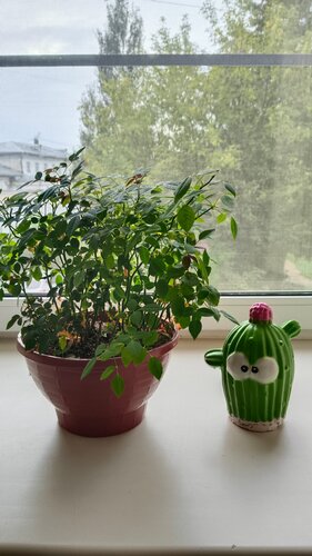 Хостел Арбуз в Костроме