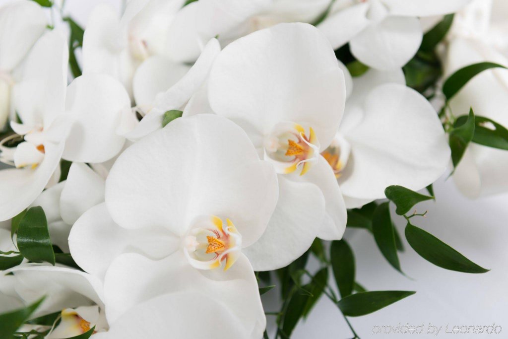 Фото St. James' Court, A Taj Hotel, London