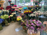 Галерея цветов (Novoe Poselenie Microdistrict, Kataeva Street, 295/93) ، محل زهور