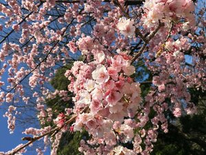 Гостиница Hotel MyStays Nagoya-Sakae