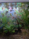Коралл (Gagarina Street, 6), aquariums