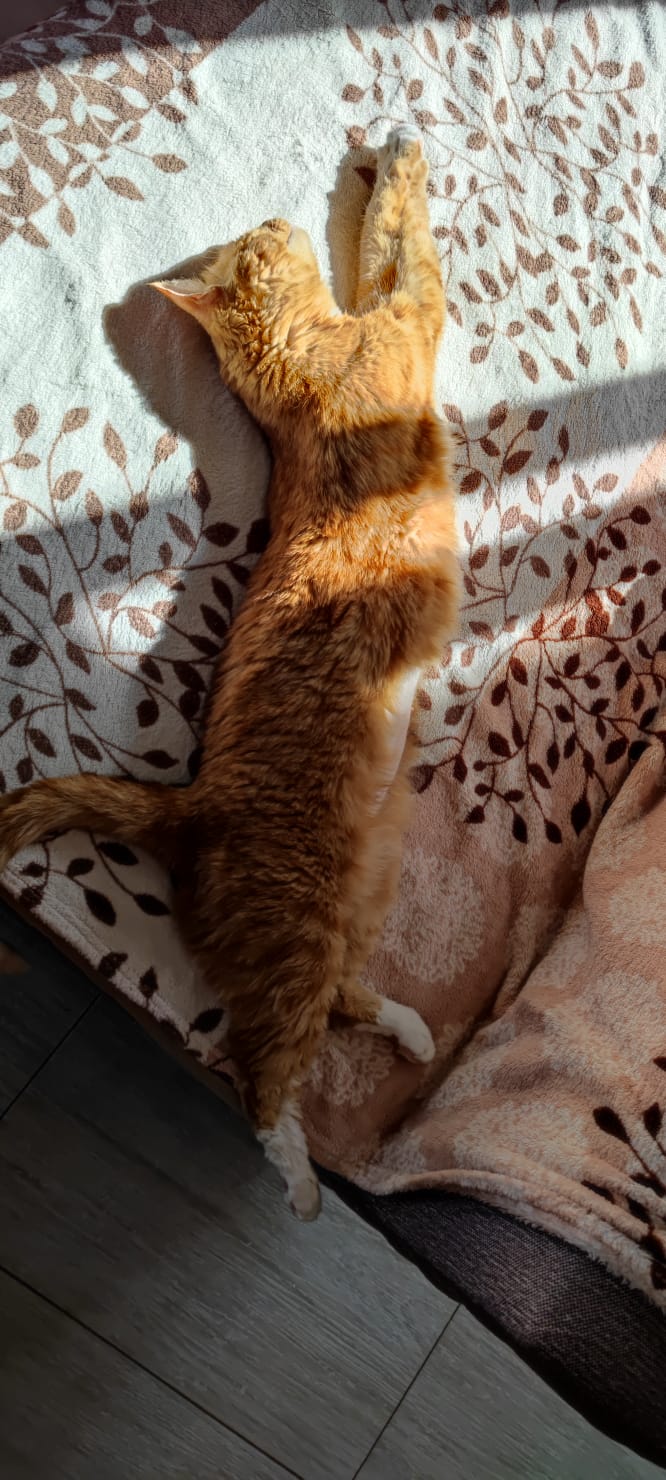 Фото Тимора