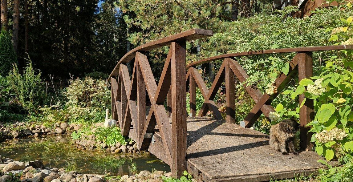 Фото Green forest