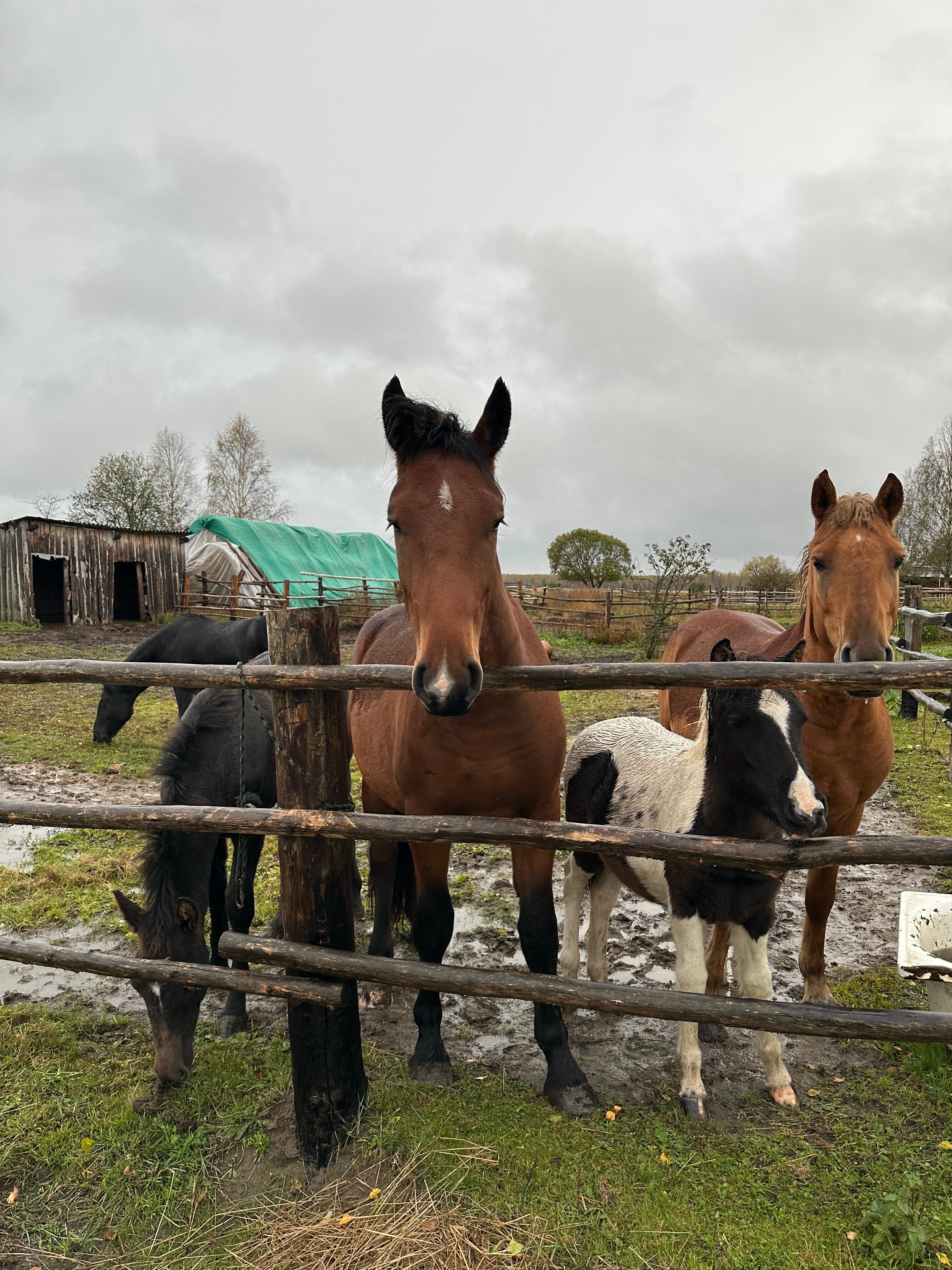 Фото Орехово Лес