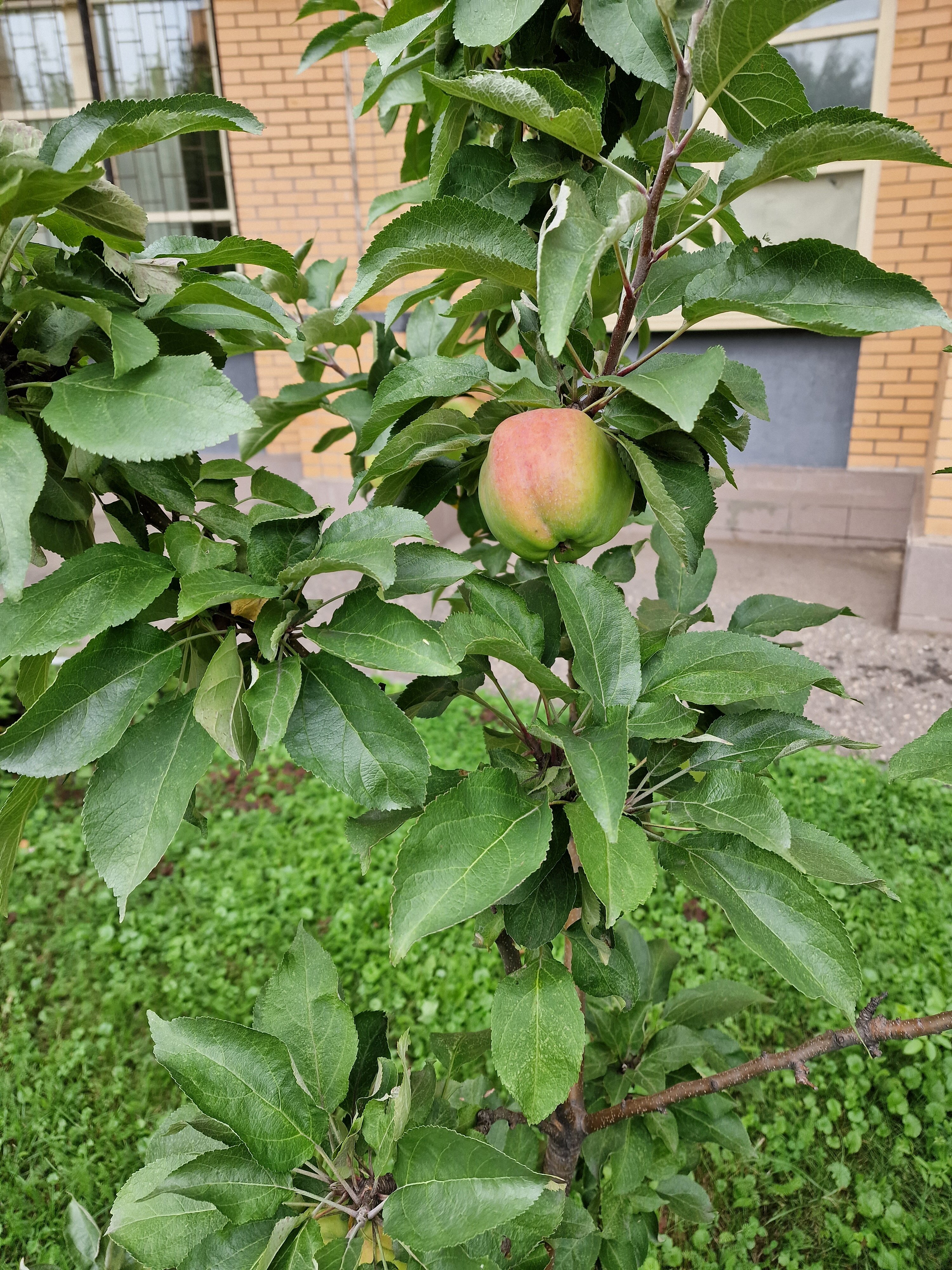 Фото Медовая