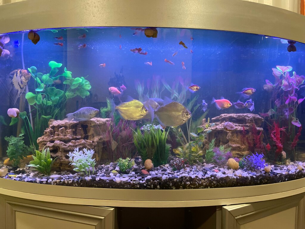 محلات المصابيح Aqualights-Remont aquariumnih svetilnikov ، موسكو، صورة