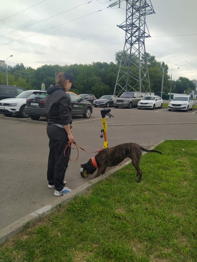 Dog park Dogcity, Moscow, photo