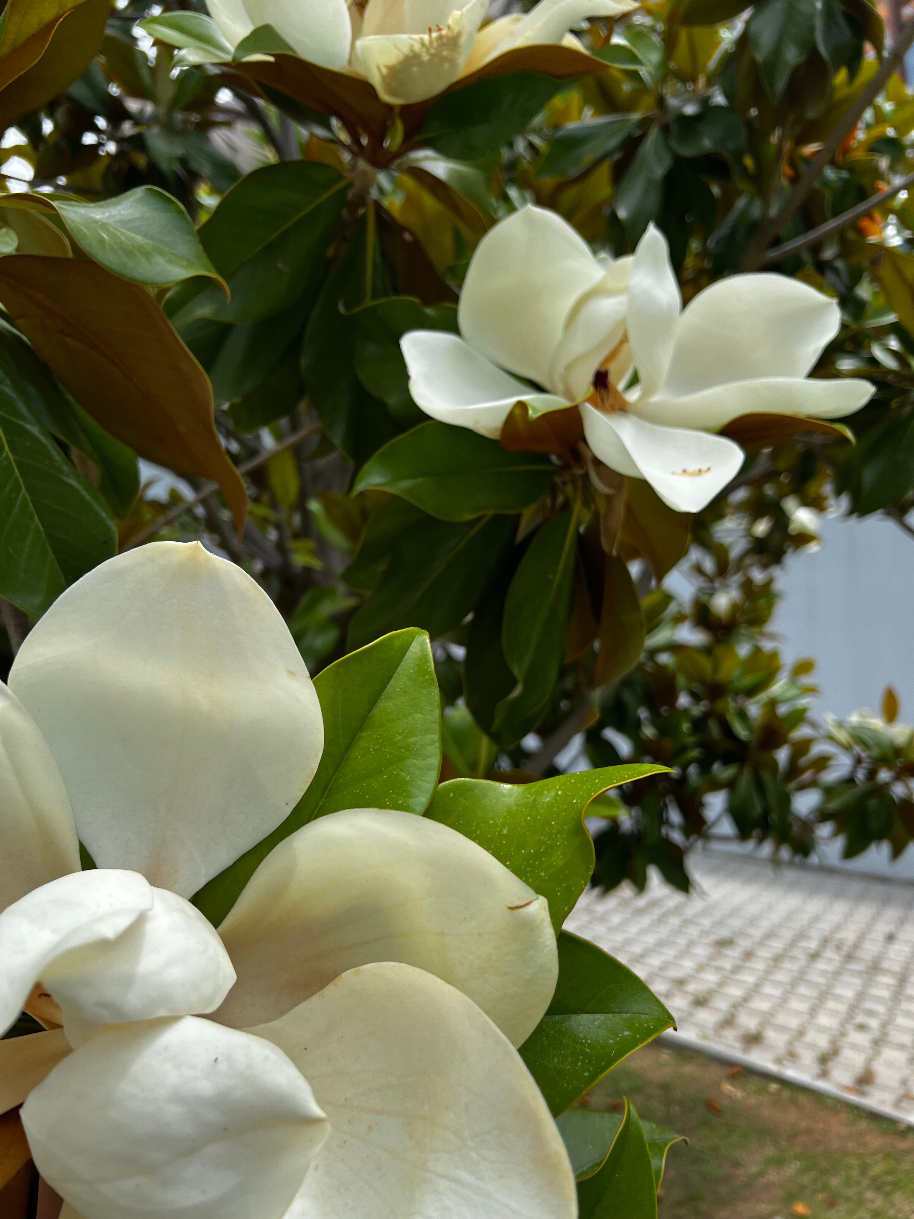 Фото Garcia Resort & Spa