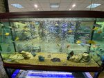 حوض السمك في مركز الأسماك (Istanbul, Maltepe, Bagdat Avenue, 368A) ، حوض السمك