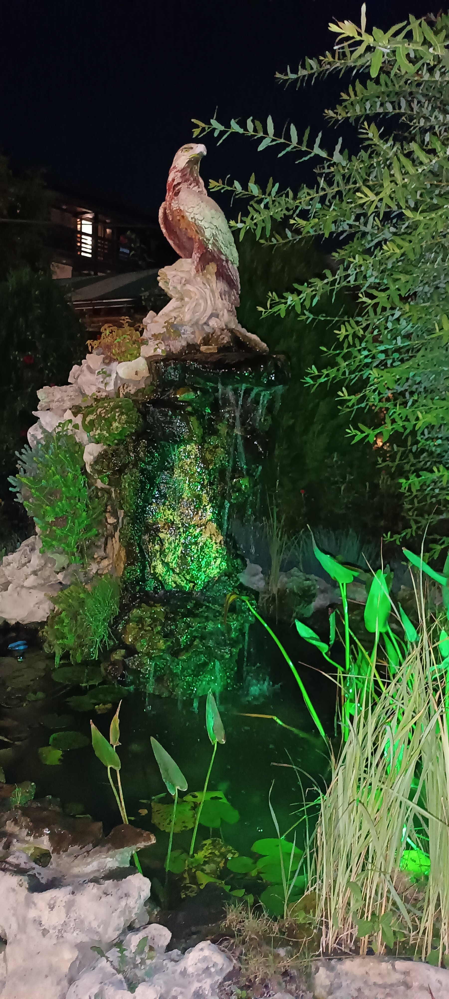 Фото Афалина