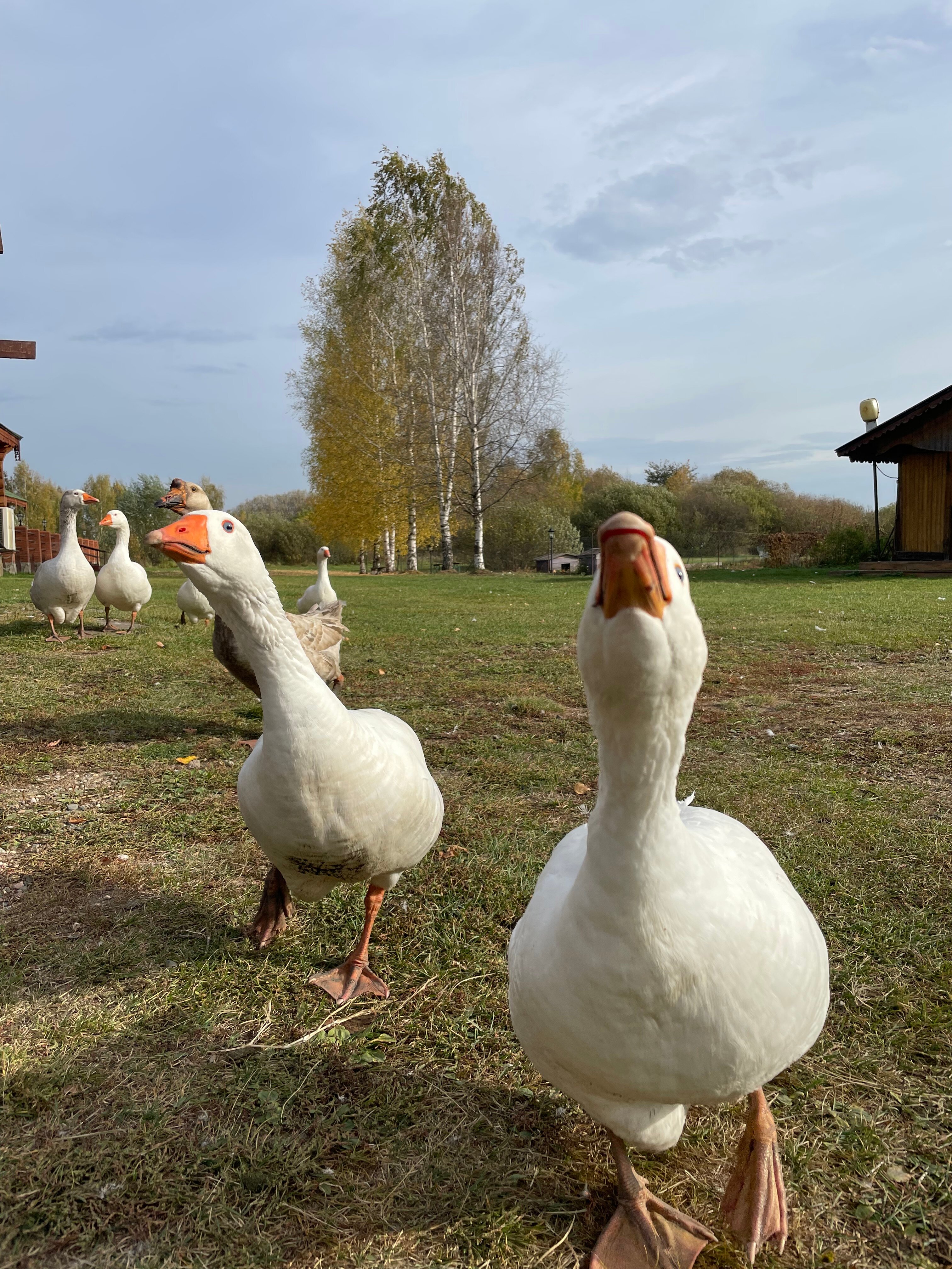 Фото Ярославна