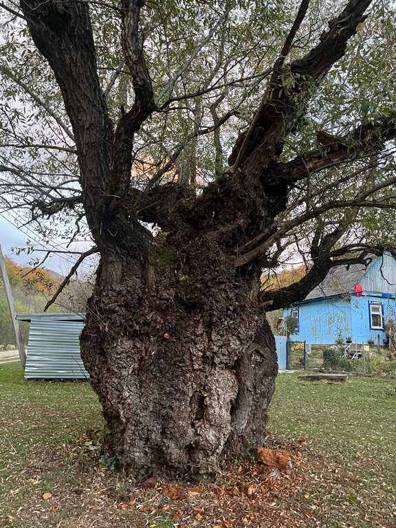 Фото Лесной