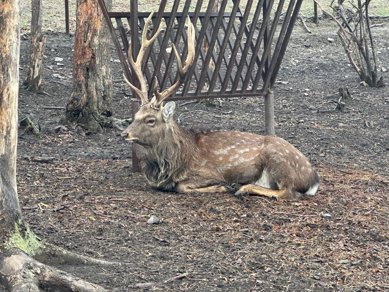 Фото Оленья ферма
