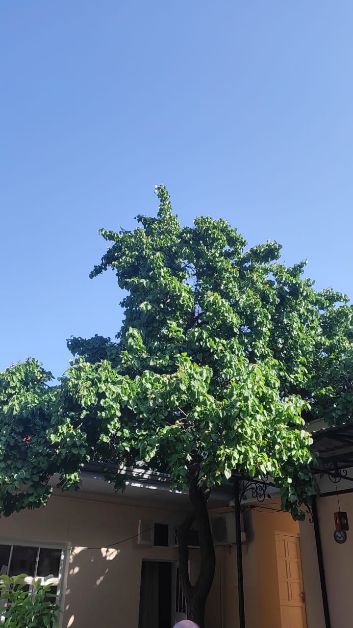 Фото Gulnara Guesthouse