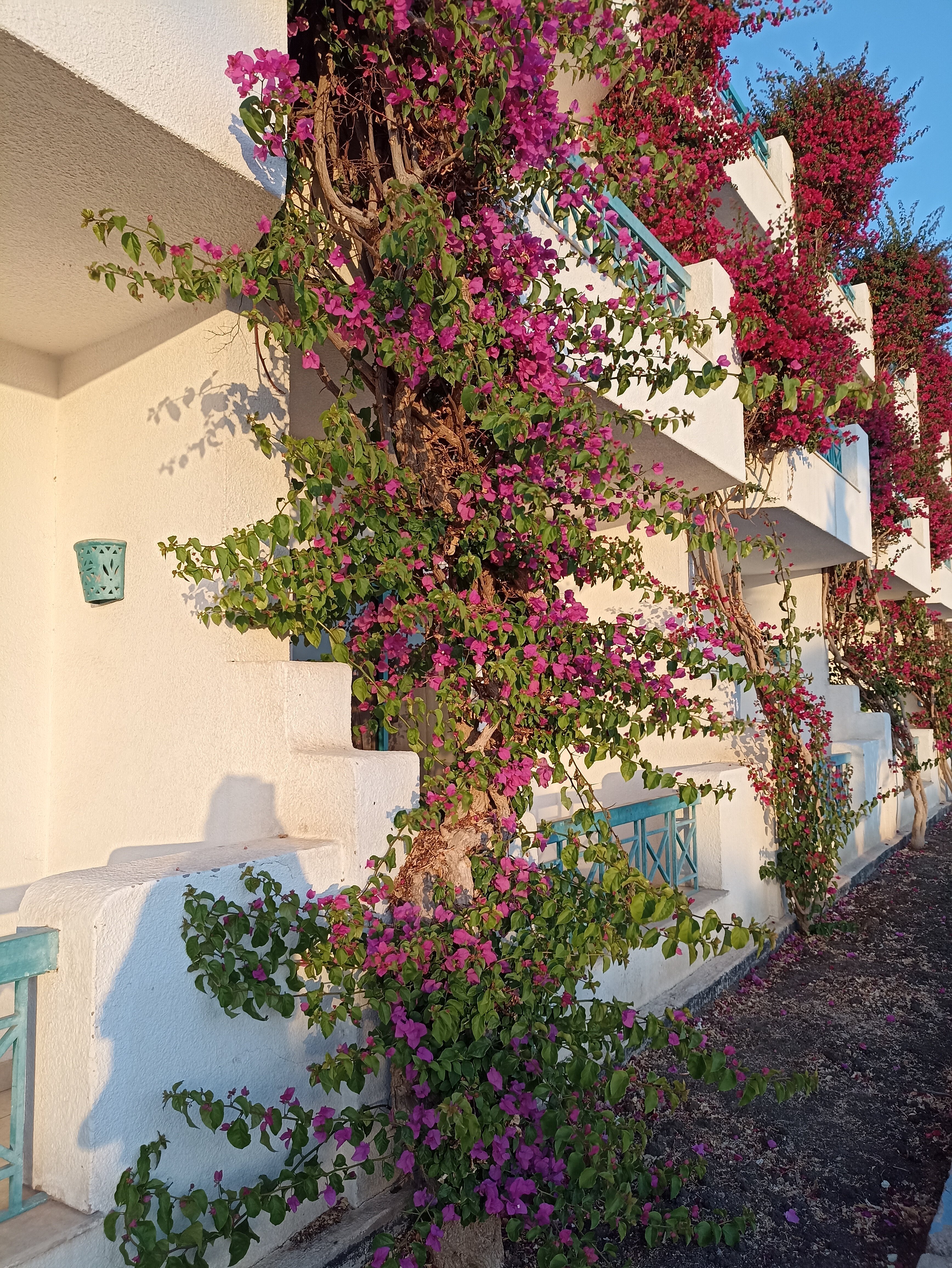 Фото Sharm Cliff Resort