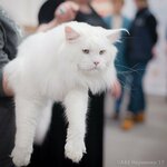 Wizard Wild (Tikhiy Don street, 5), animal nursery