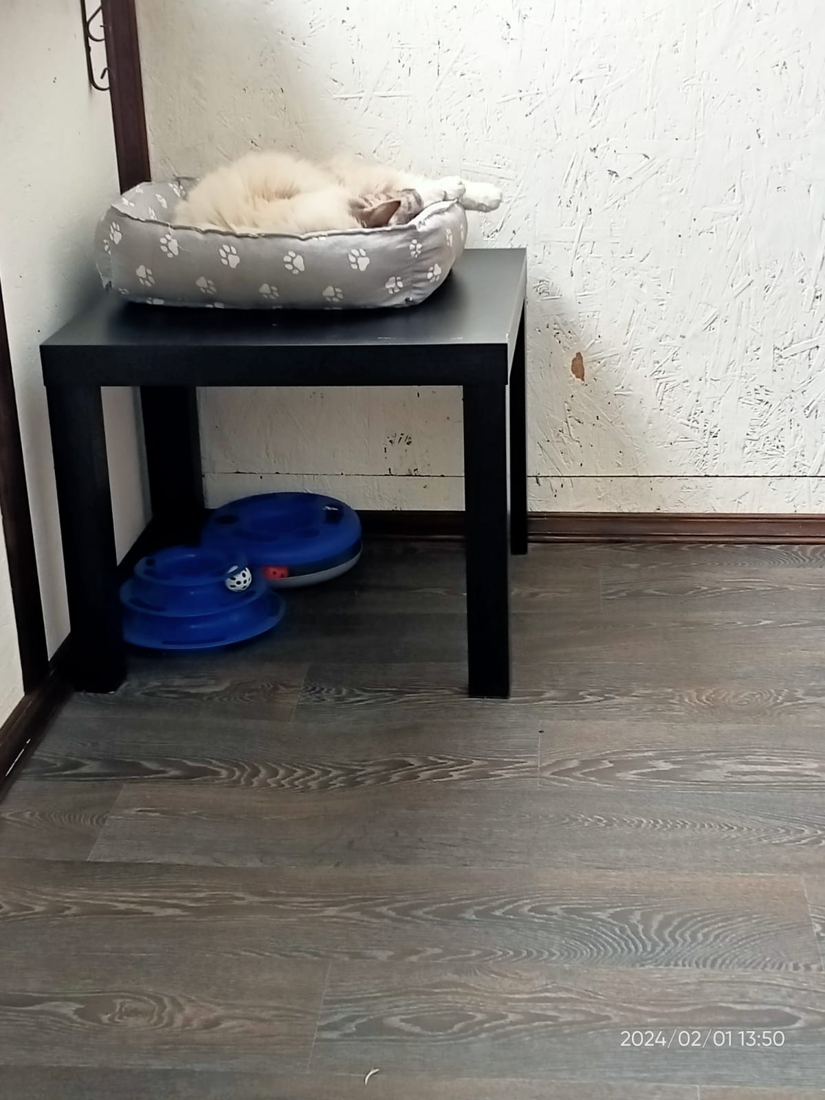 Фото Толстый кот