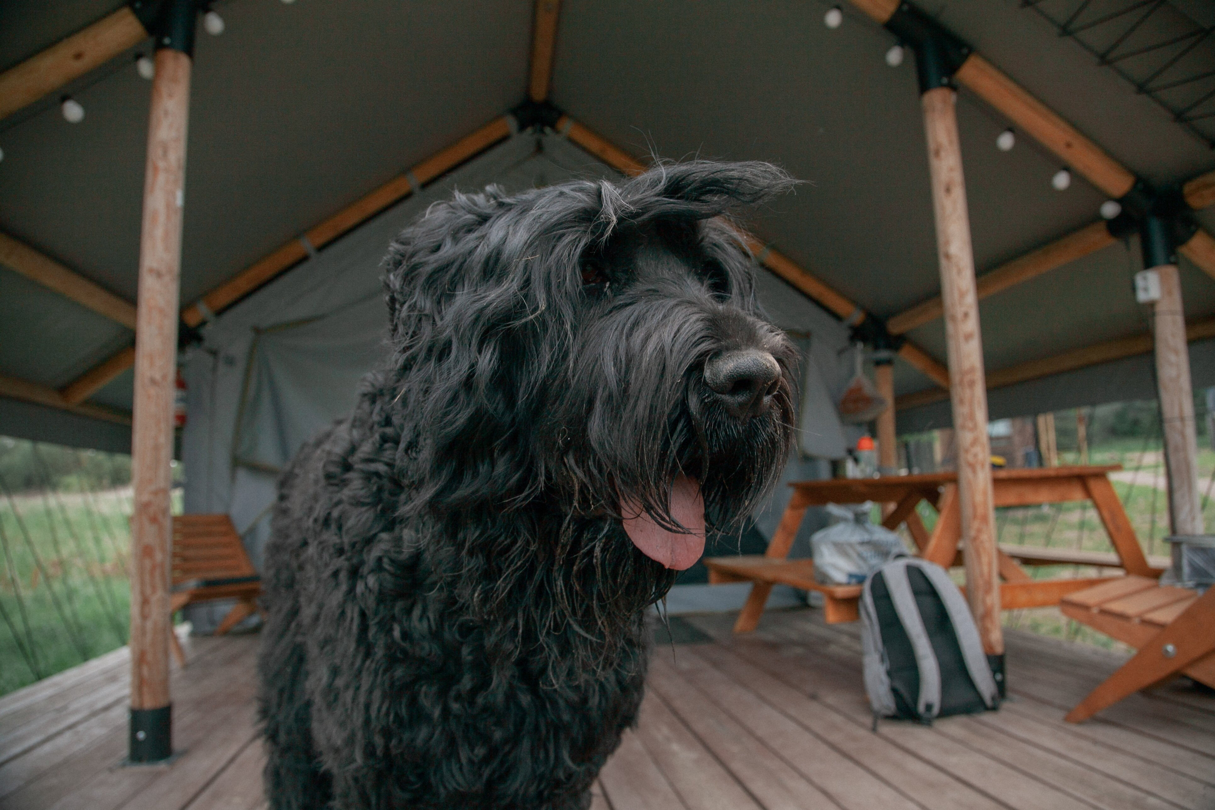 Фото Йети на комете