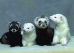 Ferret4you (Savushkina Street, 9), pet shop