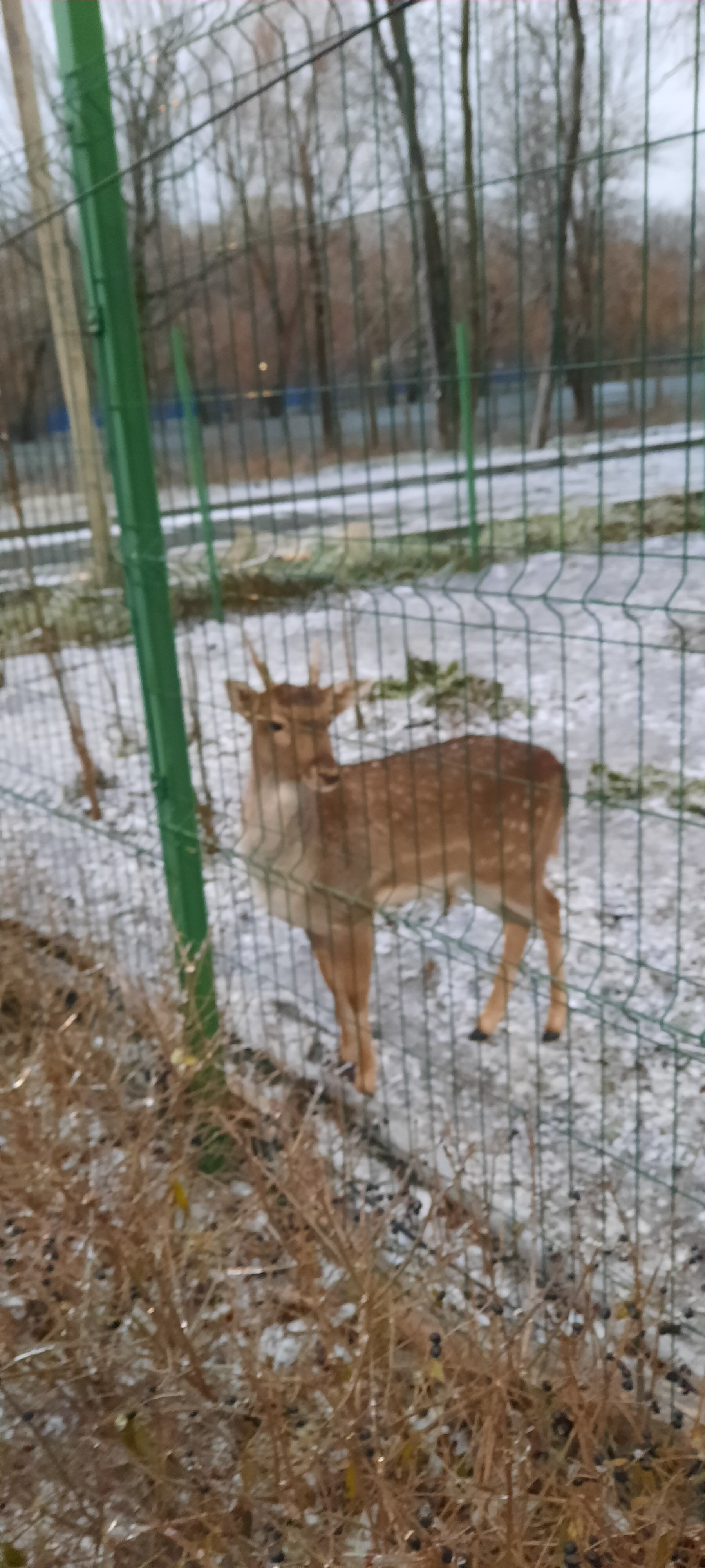 Фото Ростовский