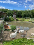 Village (derevnya Borisovo, 6), zoo