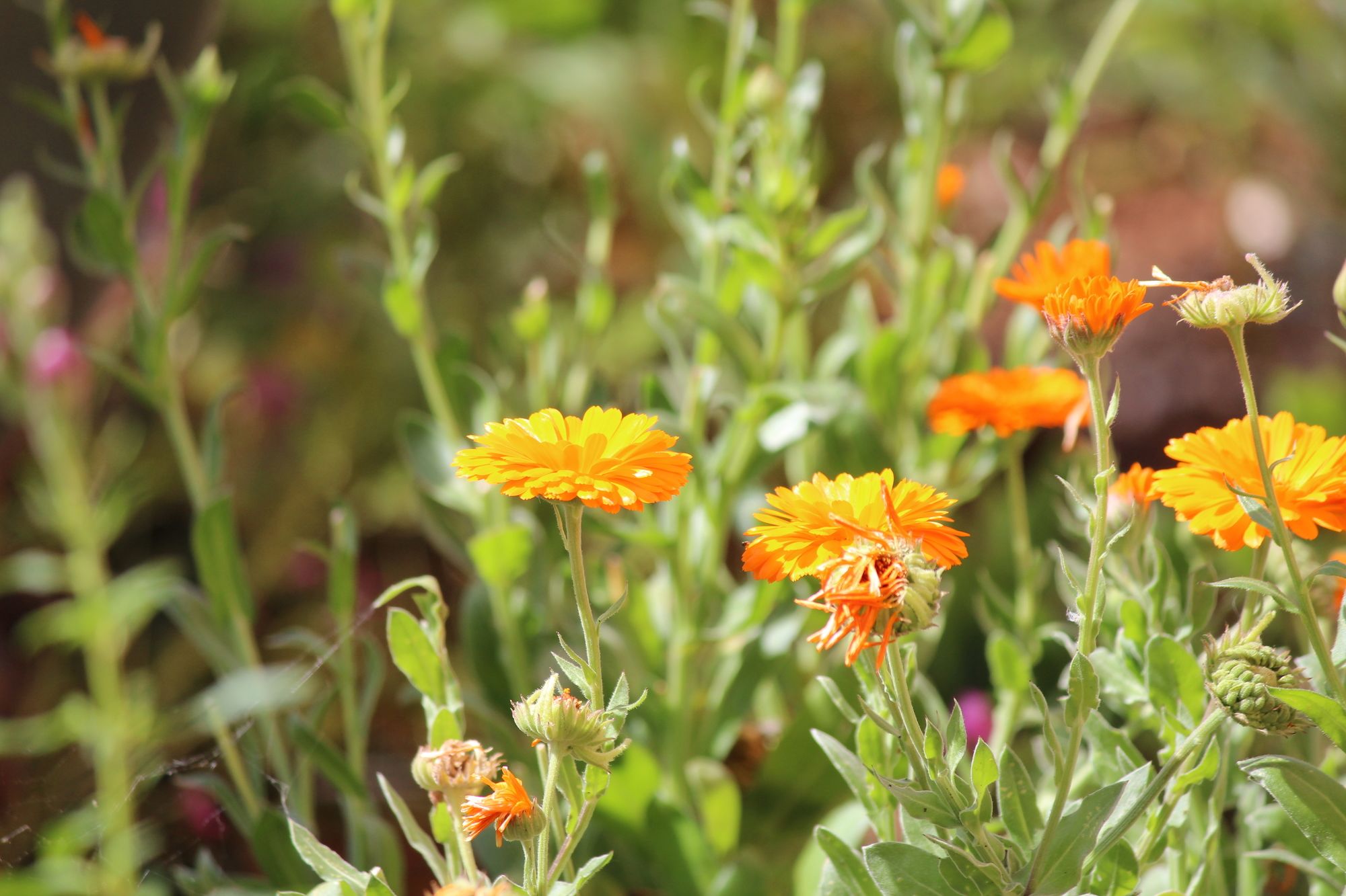 Фото Apartments Rosanna