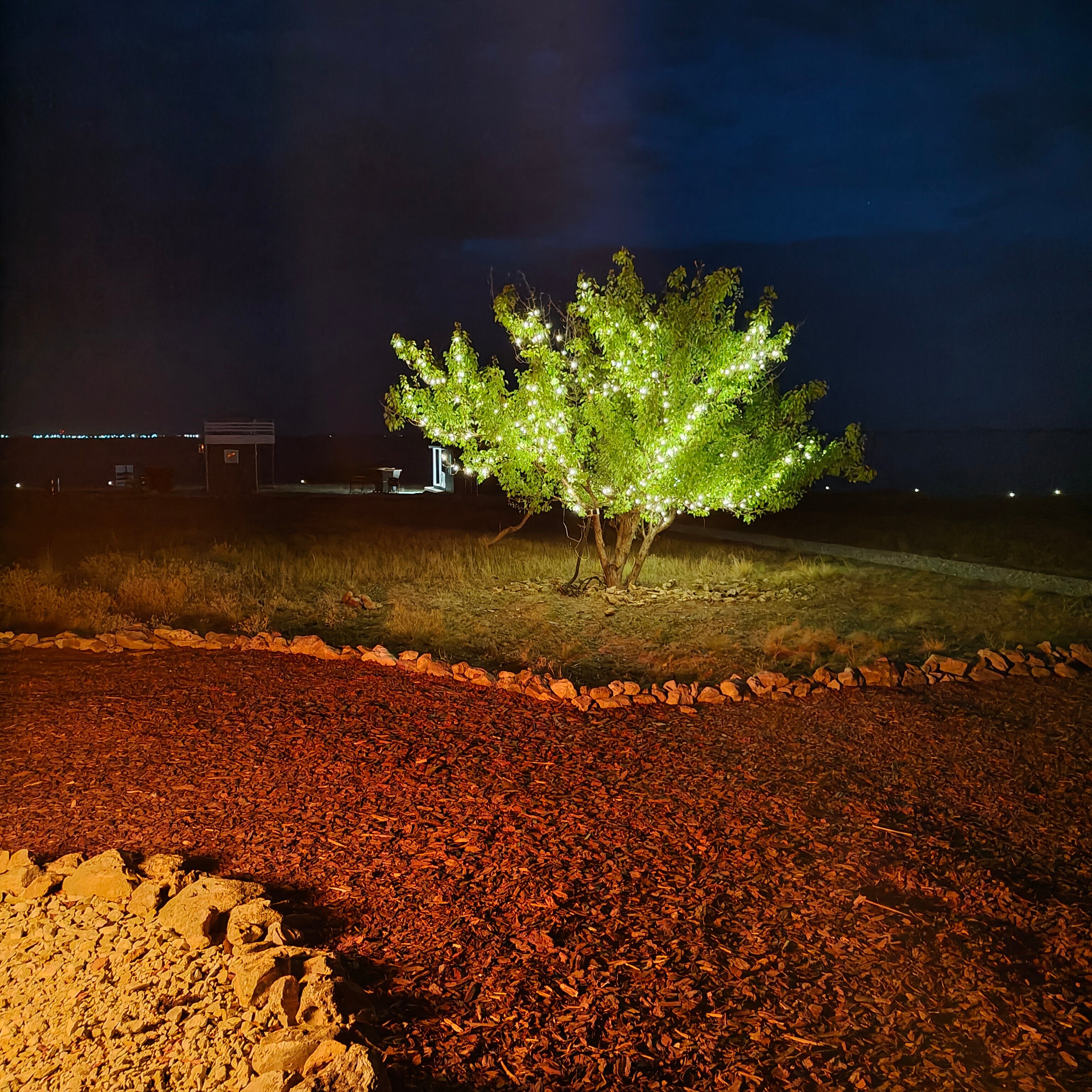 Фото Полынь