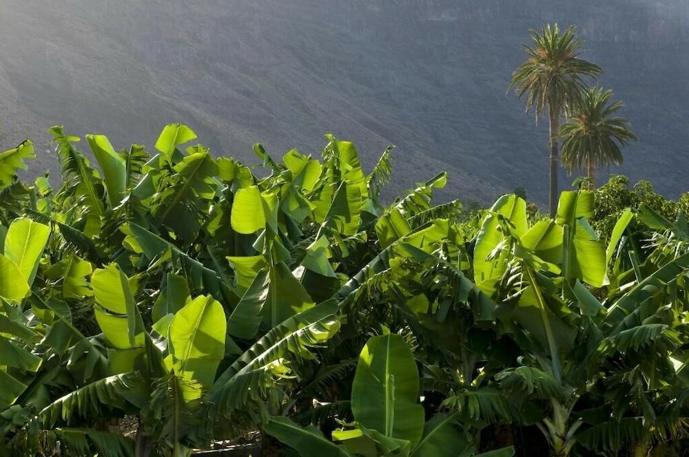 Фото Hotel Playa Calera