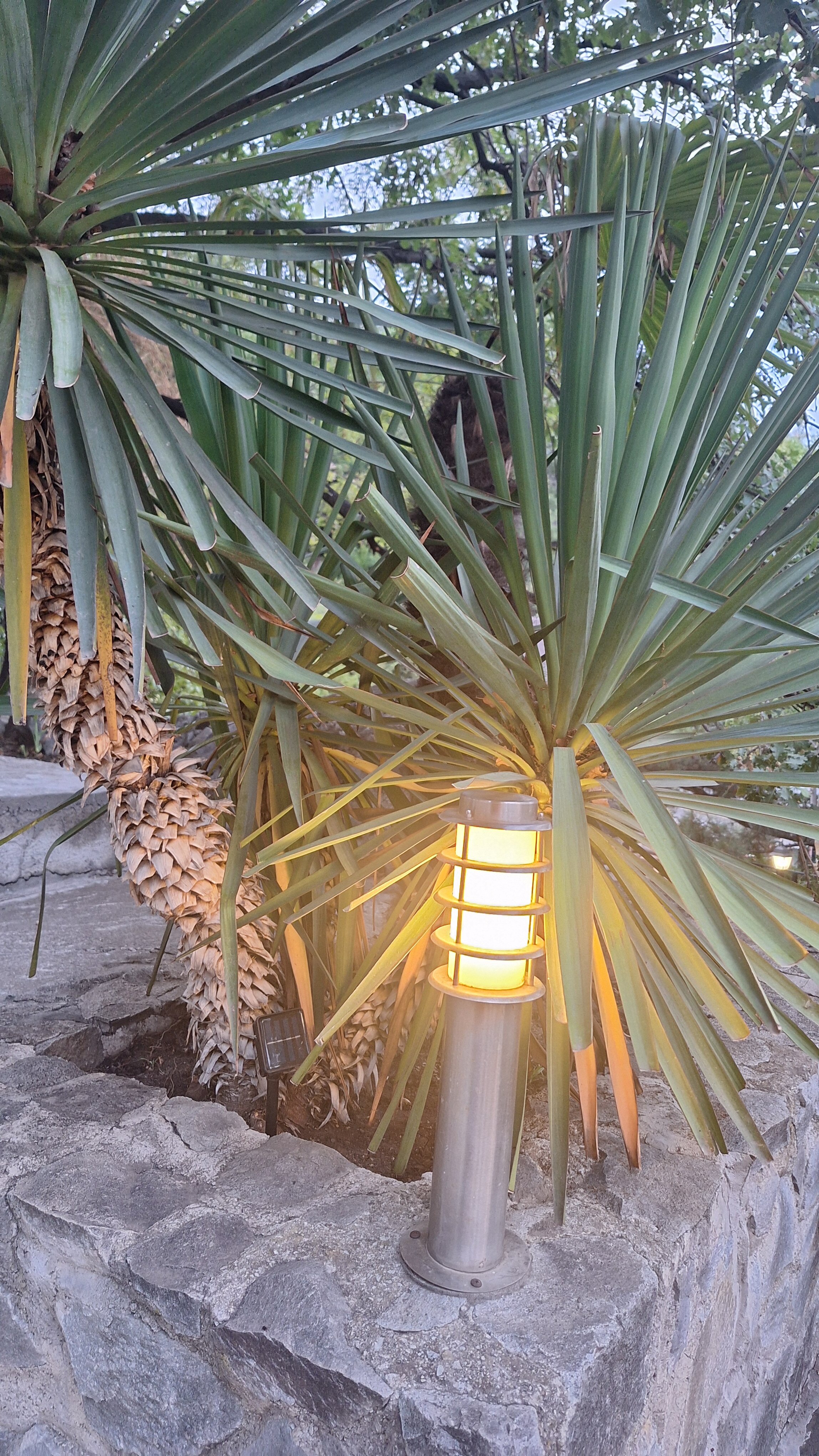 Фото Форест