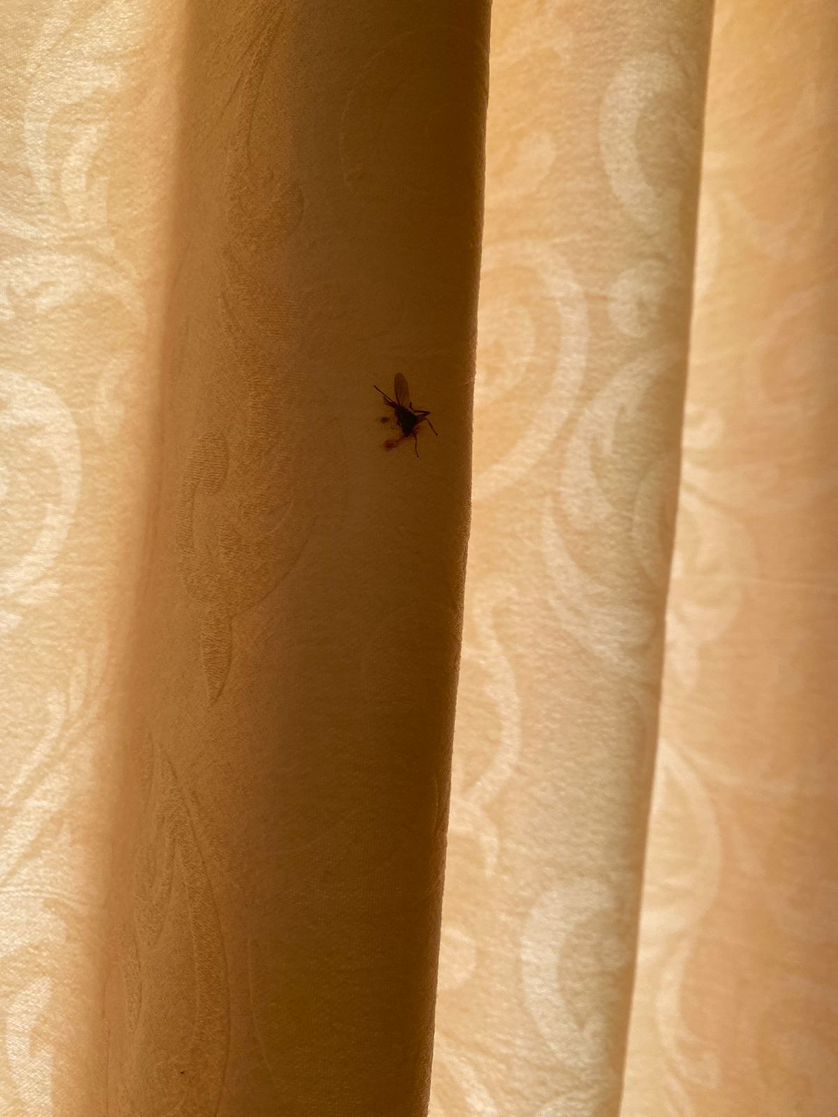 Фото Асторияяяя