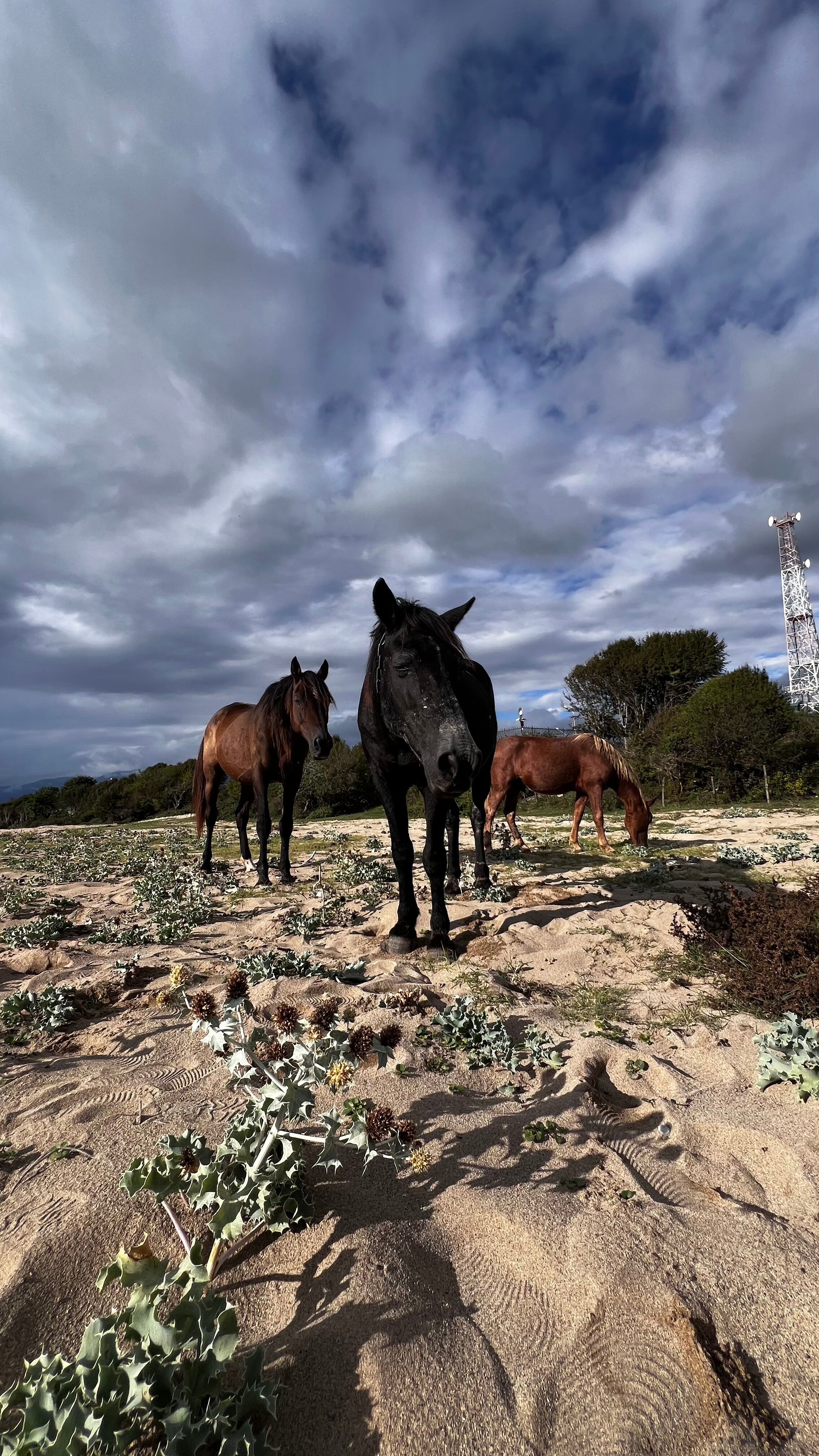 Фото Инжир Вилладж