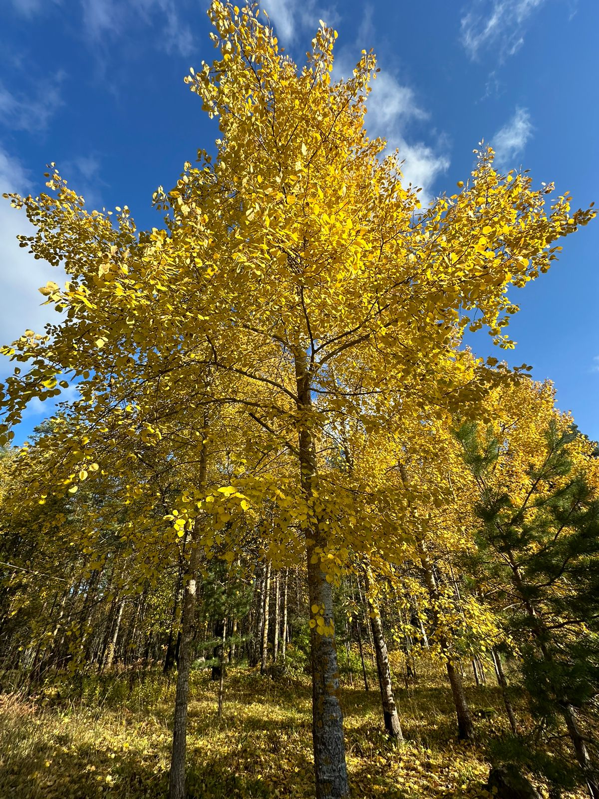 Фото Пять звезд