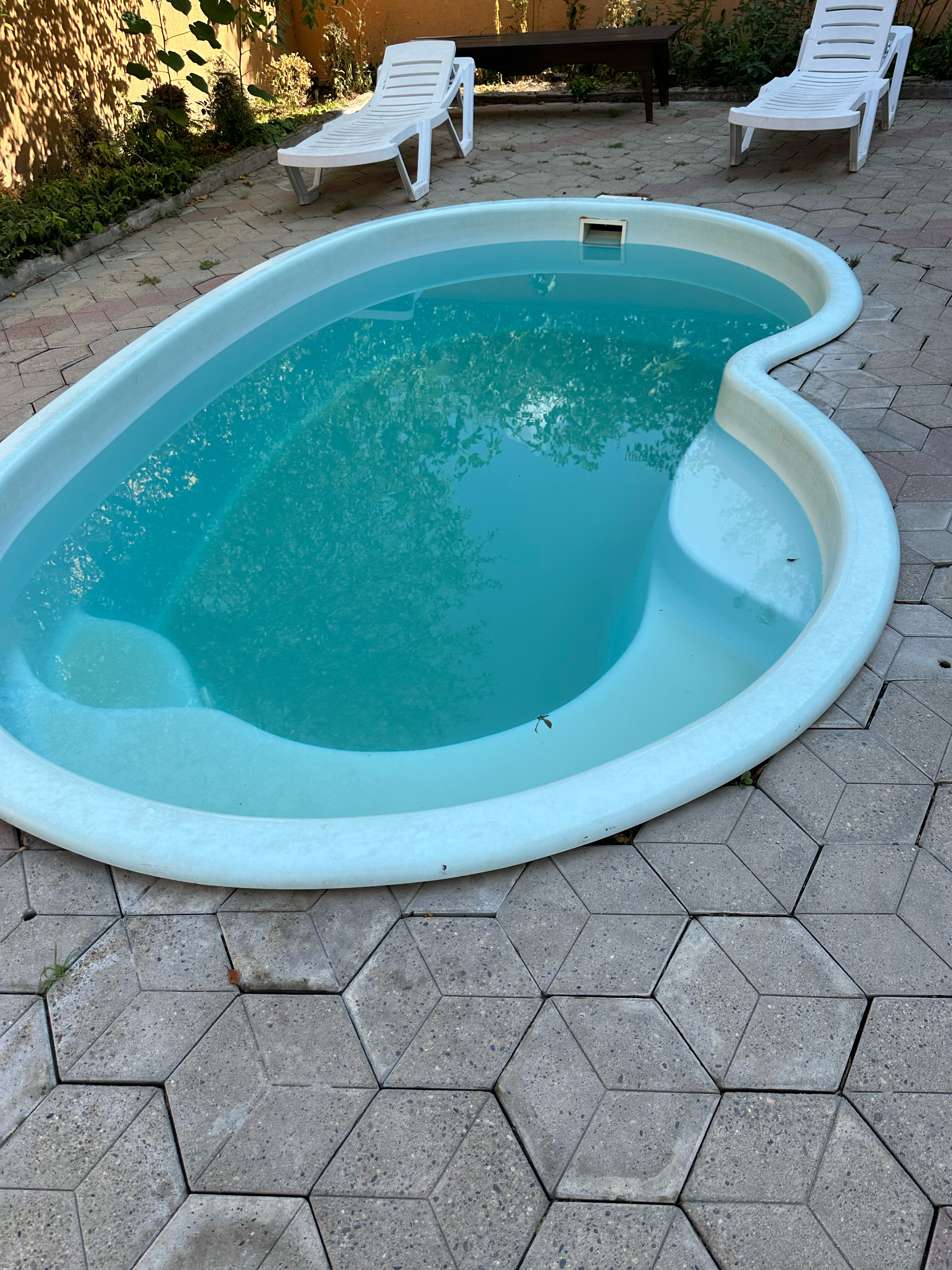 Фото Вереск