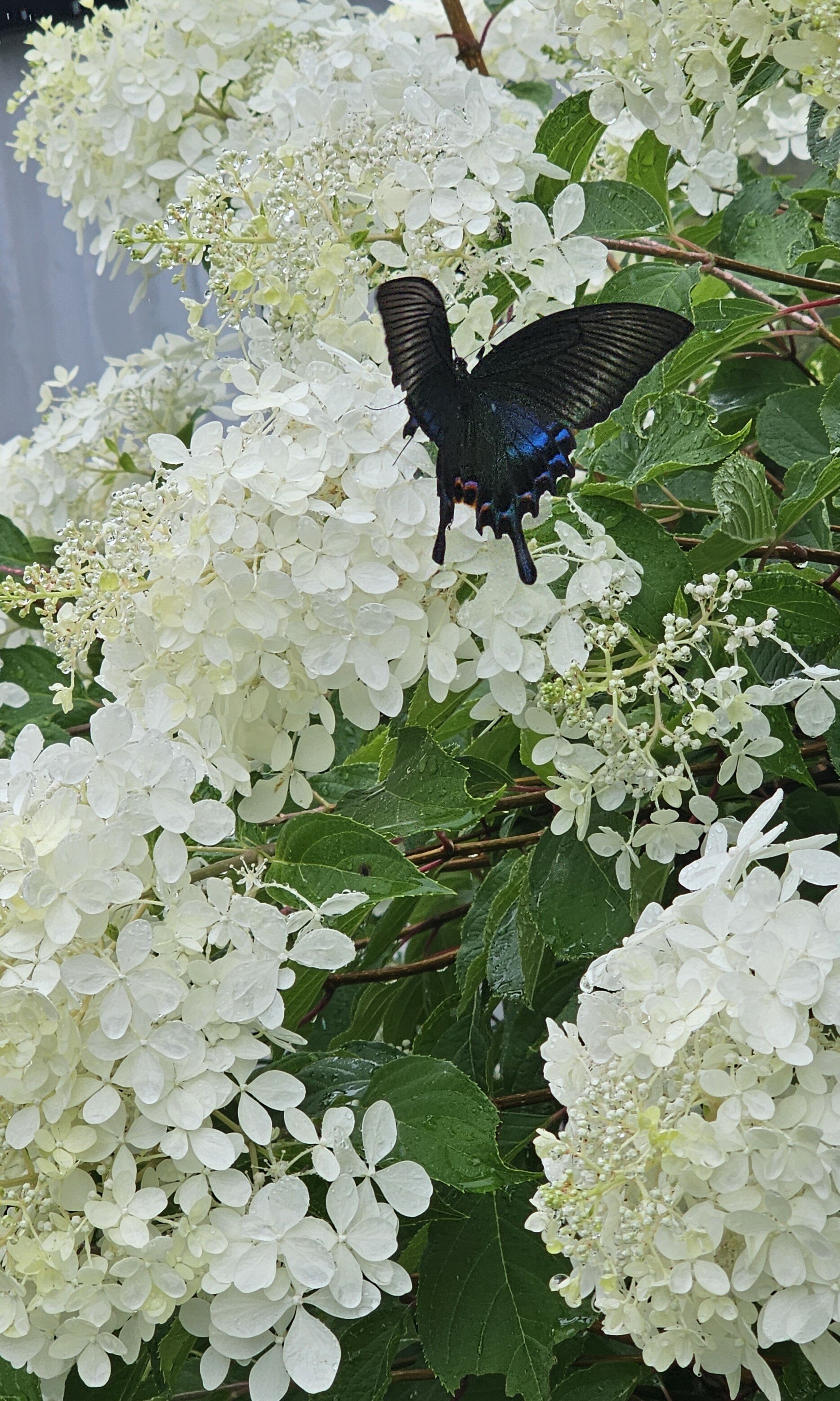Фото Green Island