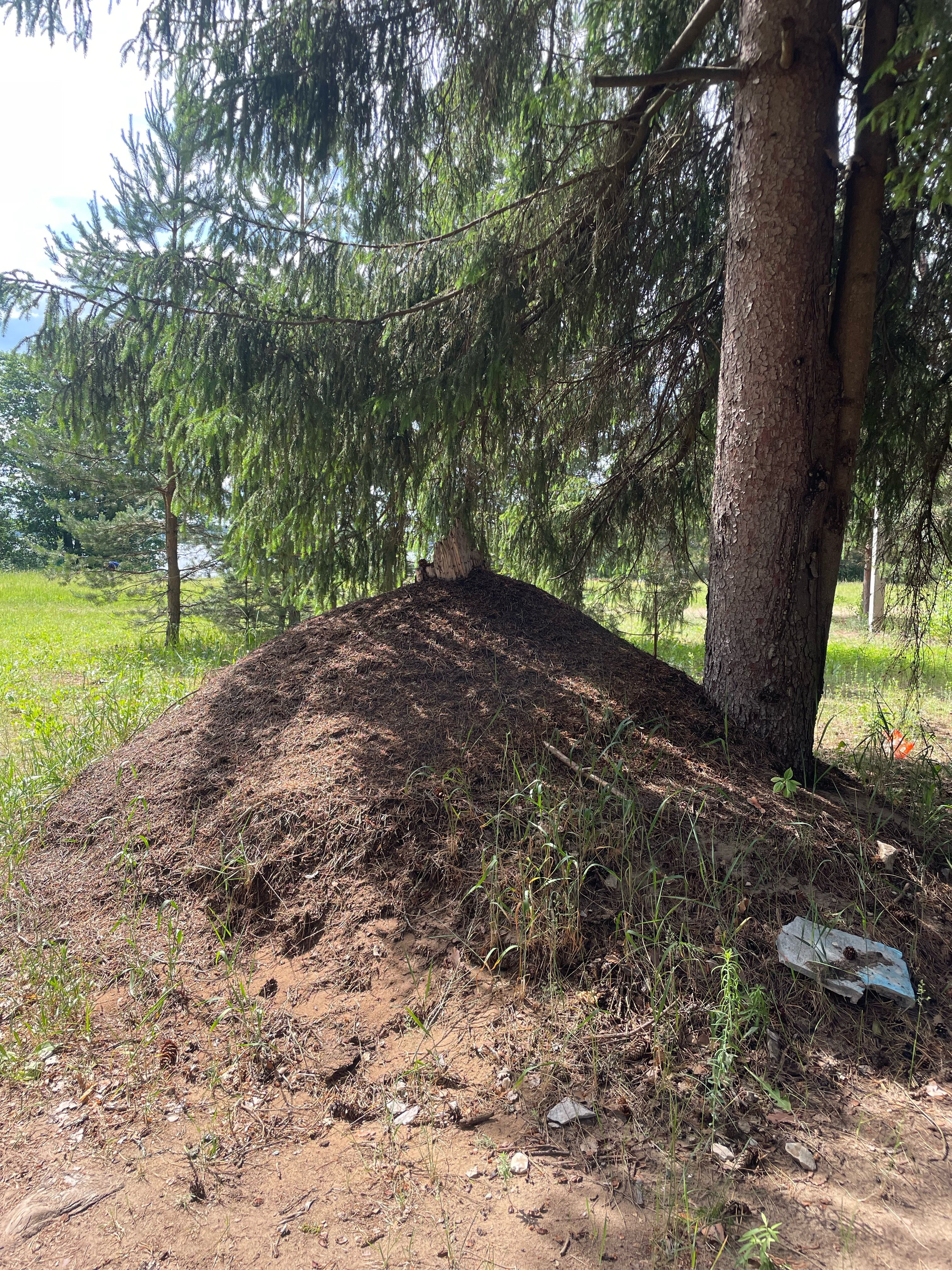 Фото Орлинка