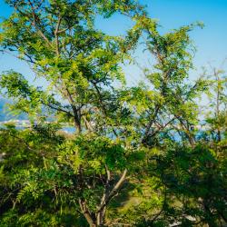 Фото Большая Черепаха