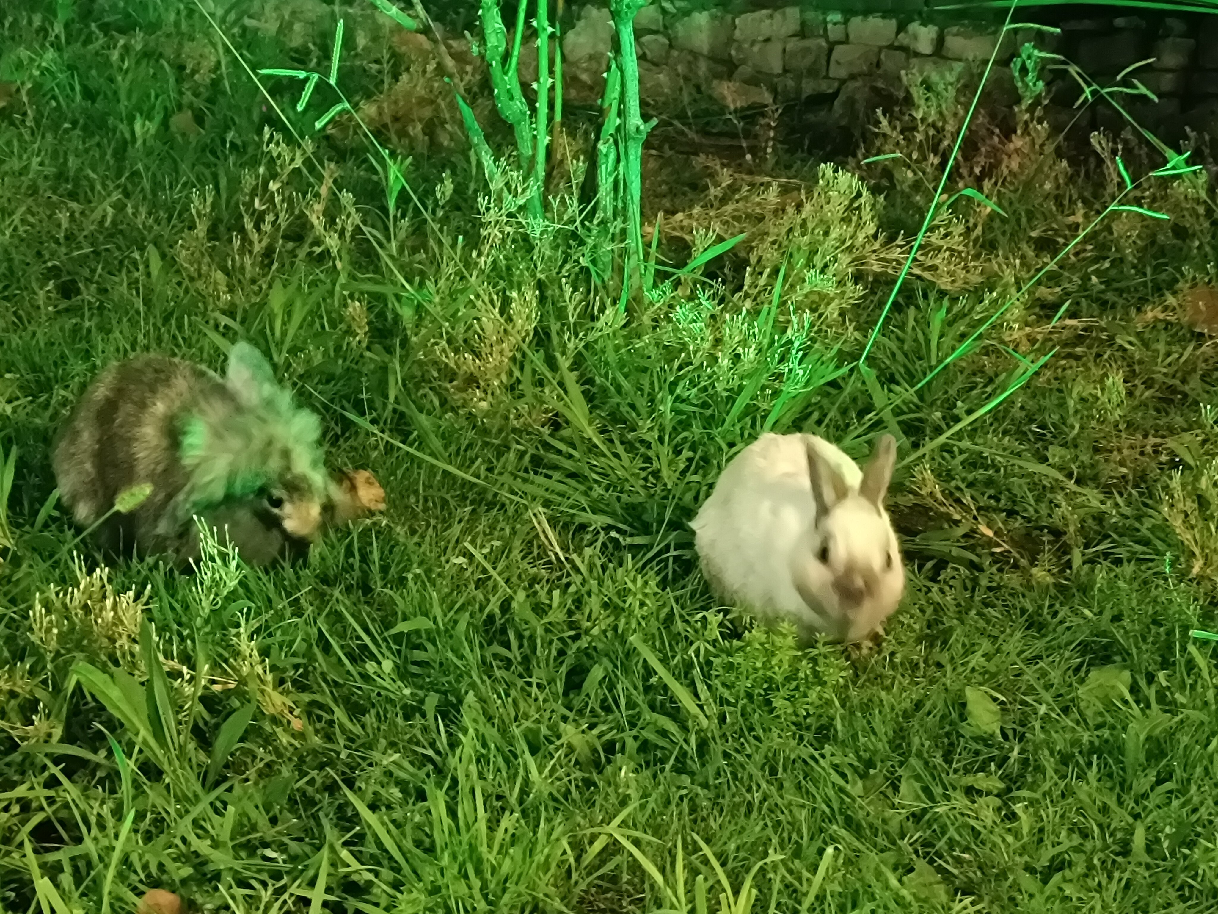 Фото Медовая