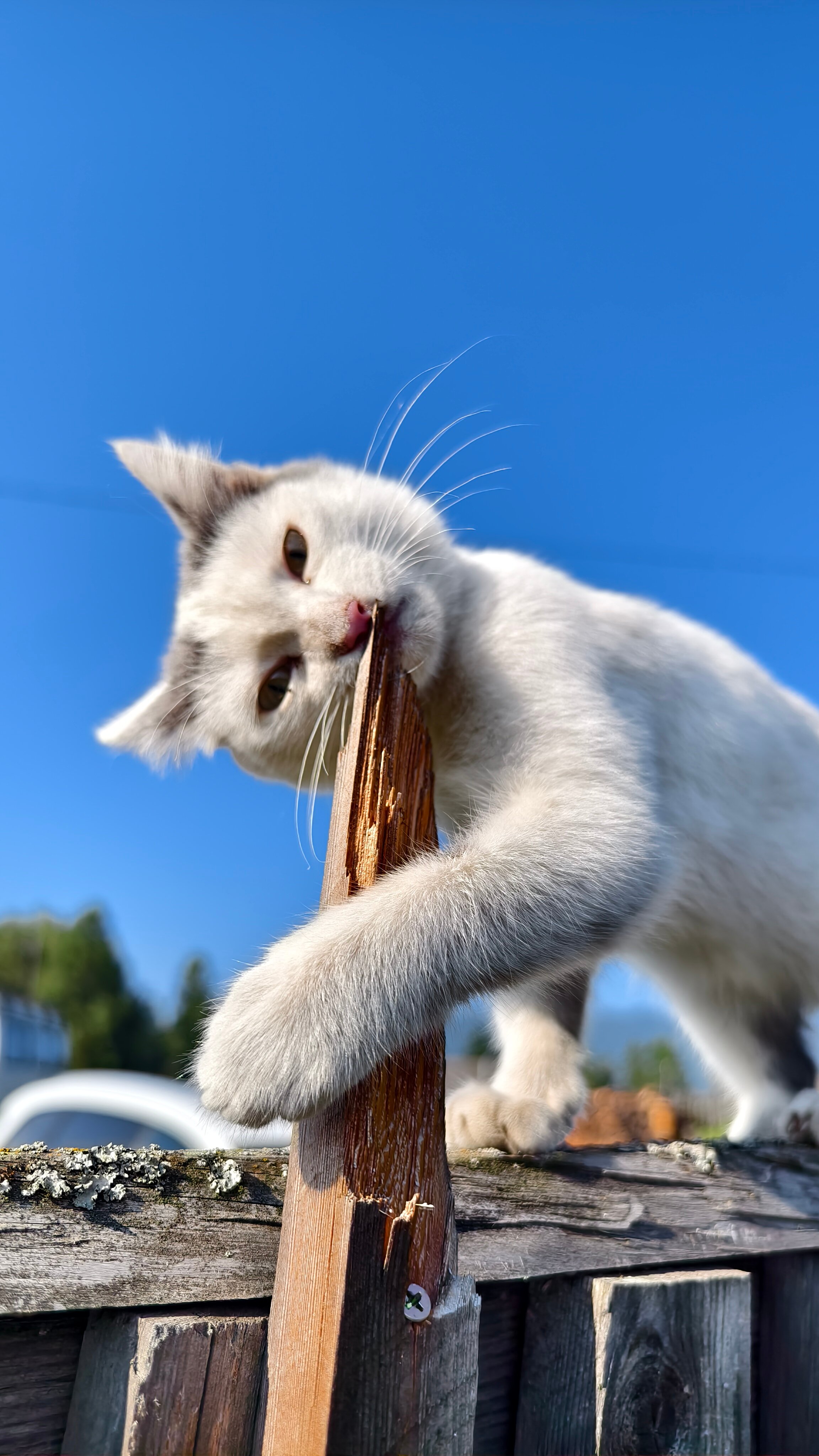 Фото Алтай-Долина