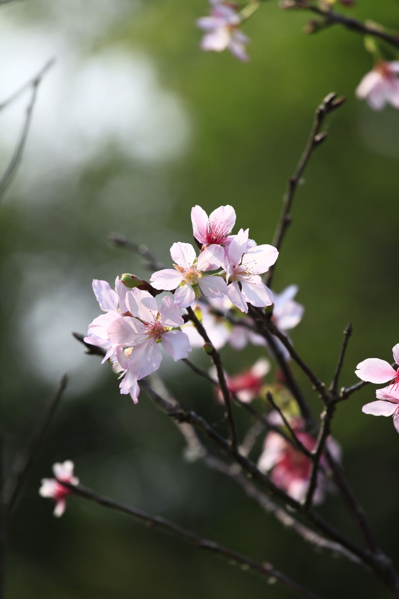 Фото Green Forest Villa