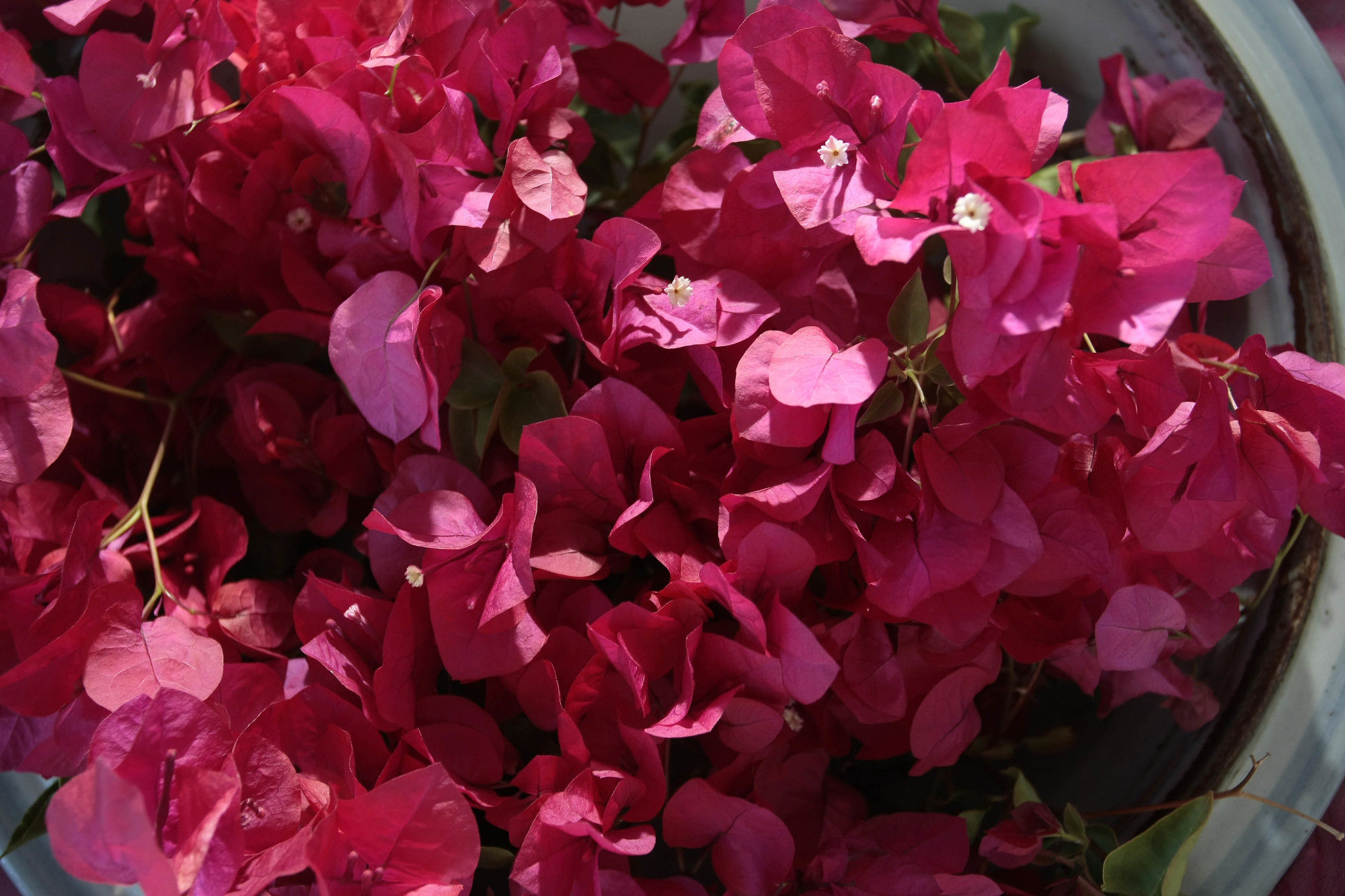 Фото Bella Ev Guest House