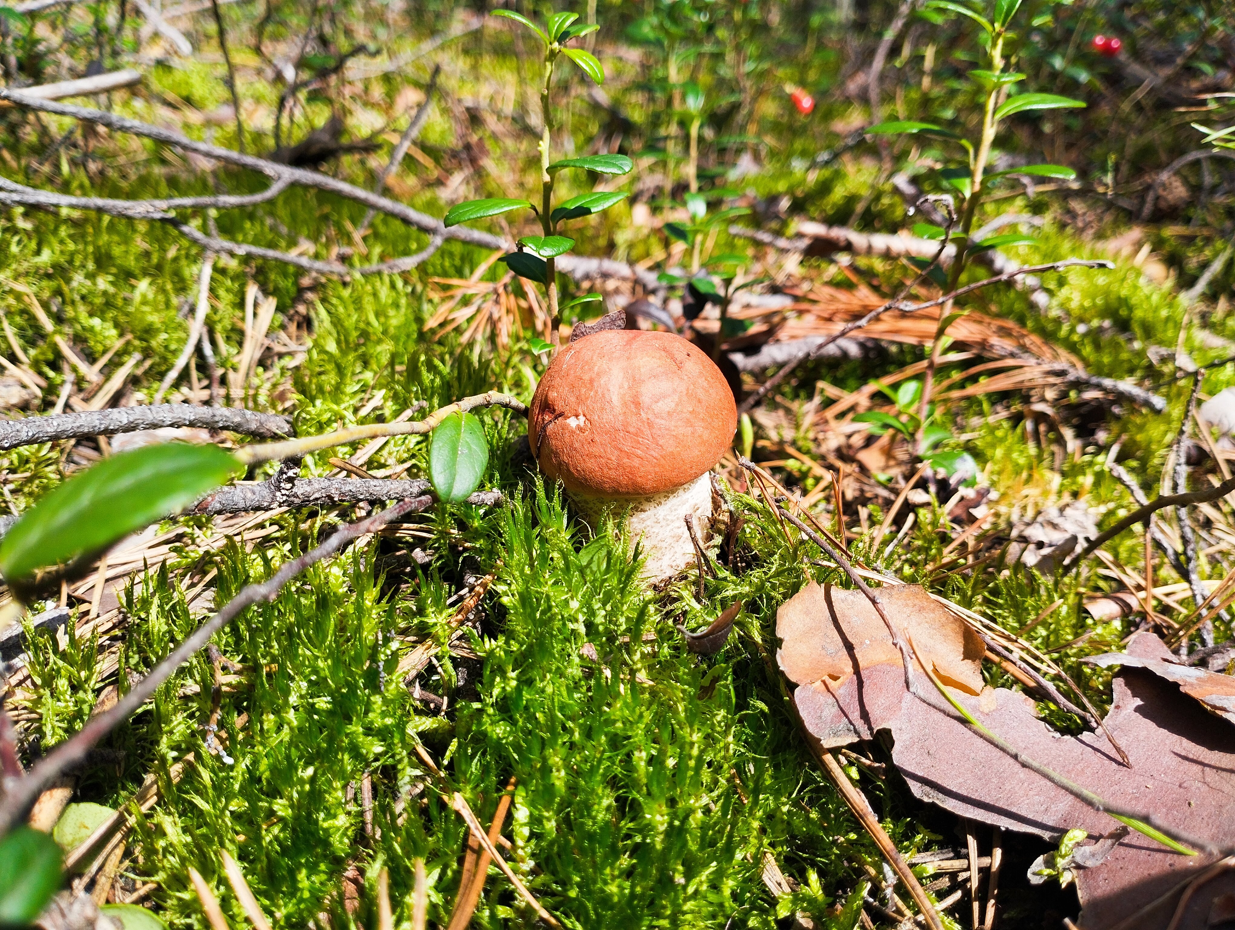 Фото Дивная усадьба