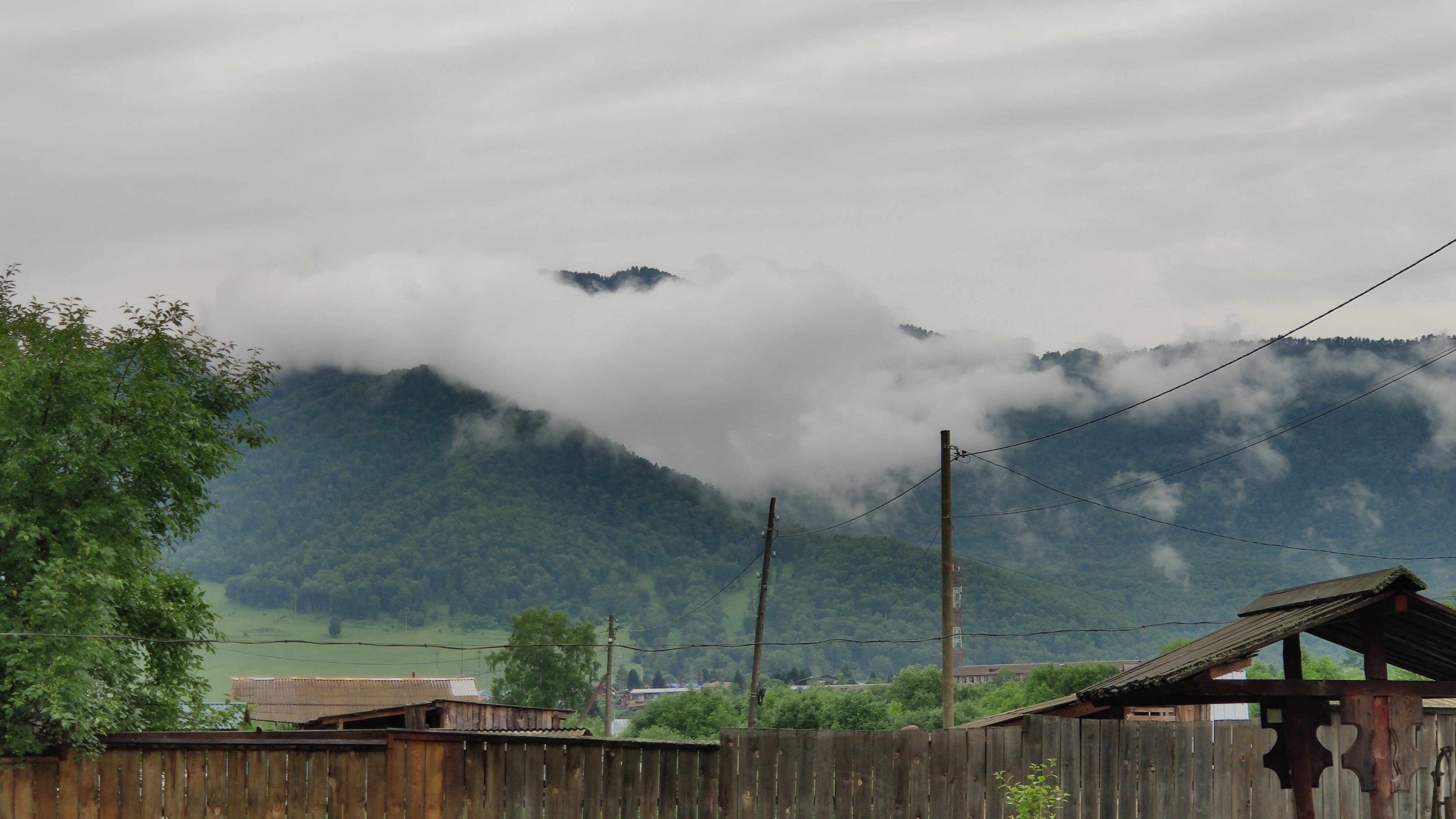 Фото Золотая пчела