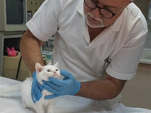 Veterinary clinic Timur Demir, Adapazari, photo