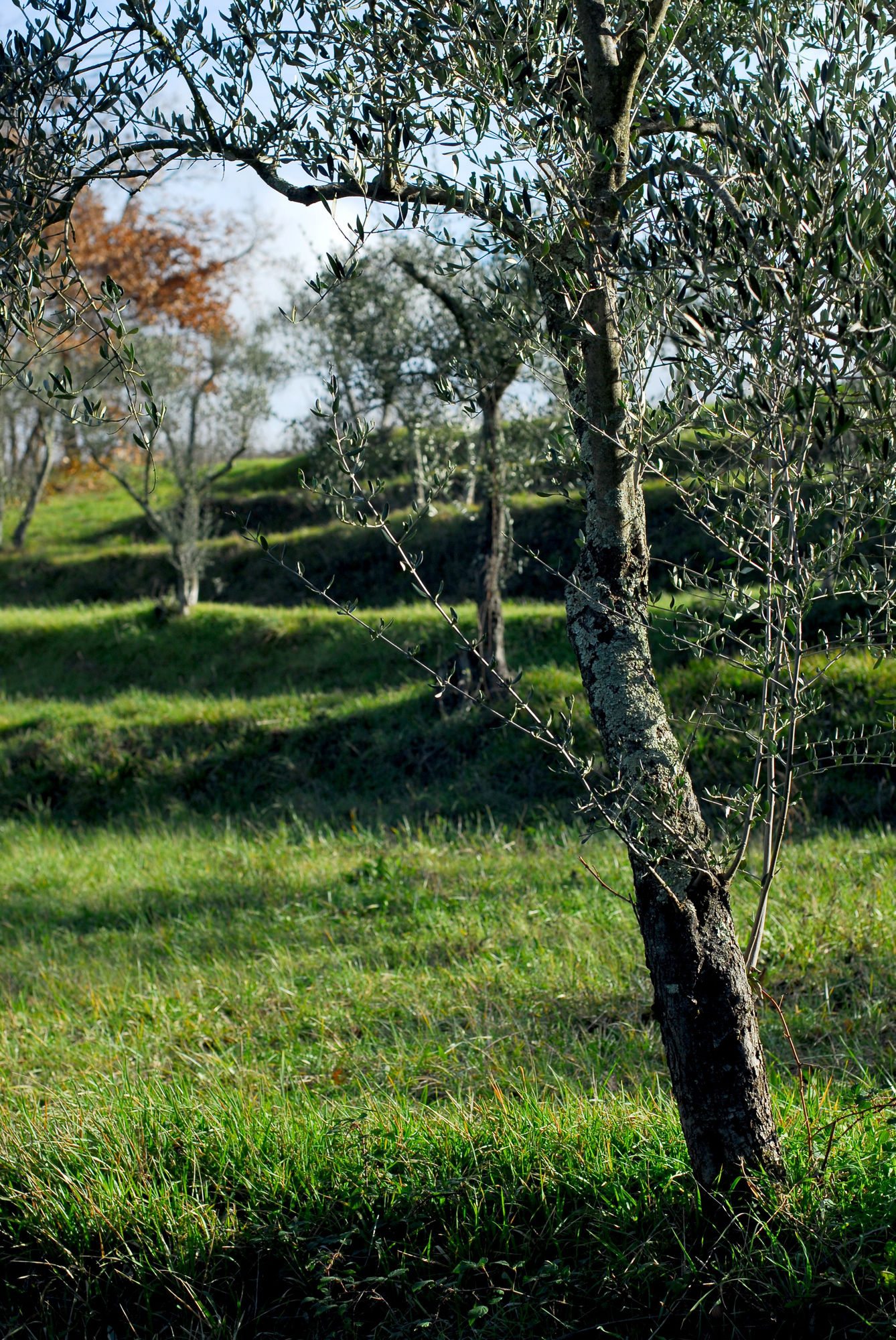 Фото Relais Parco Fiorito & SPA - Agriturismo, Ristorante e Fattoria Didattica