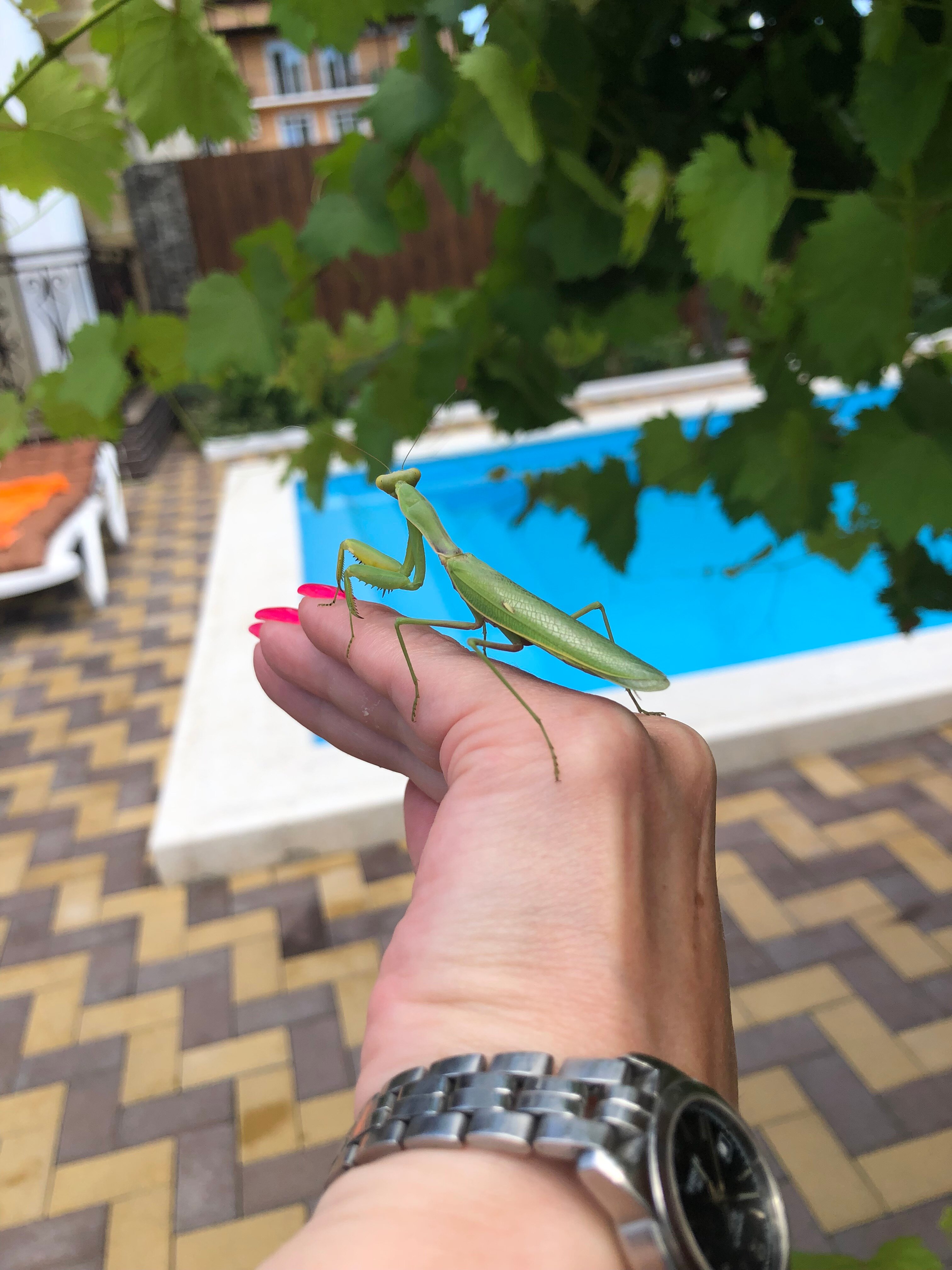 Фото Мандарин