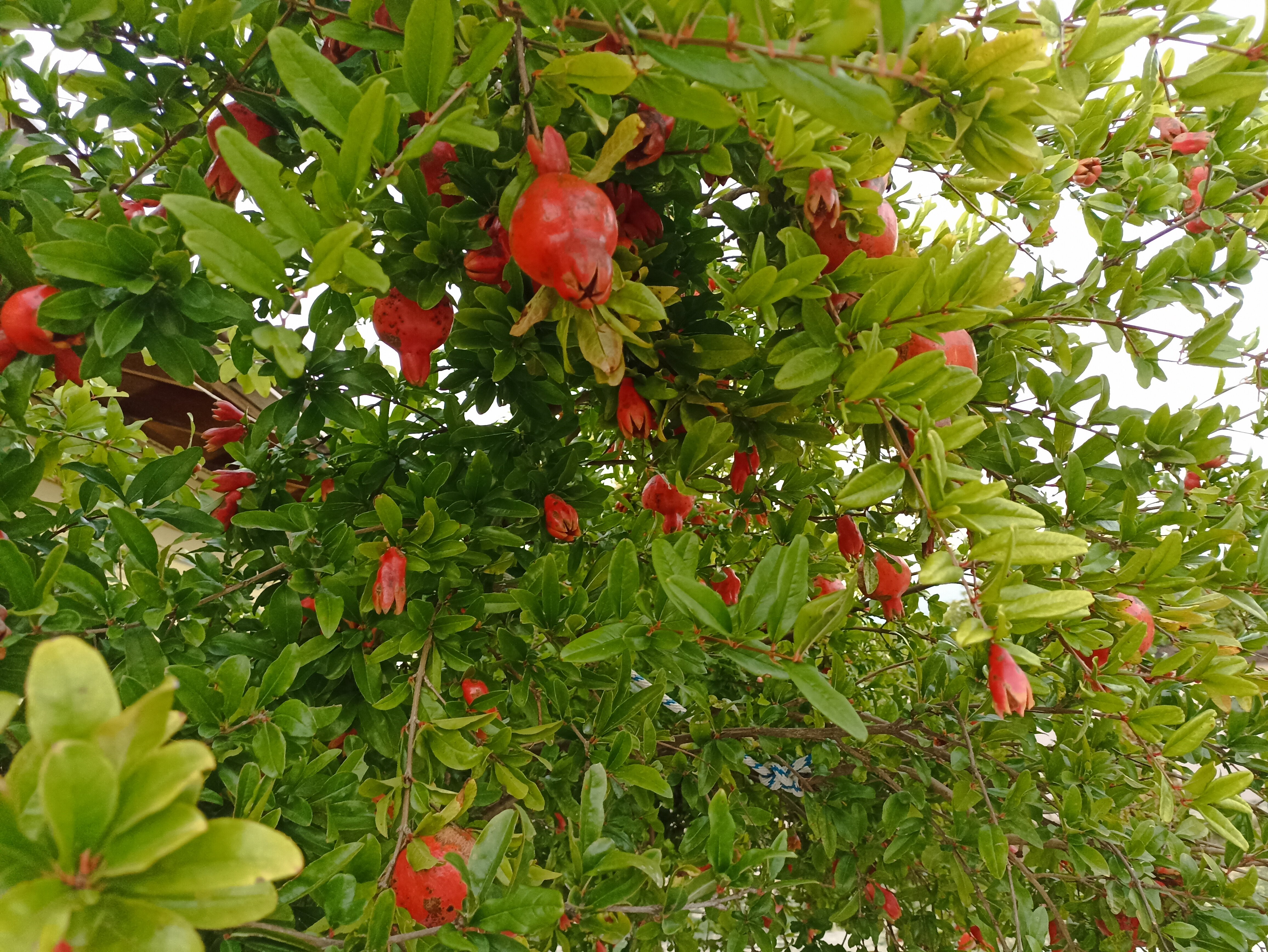 Фото БроНау Ася