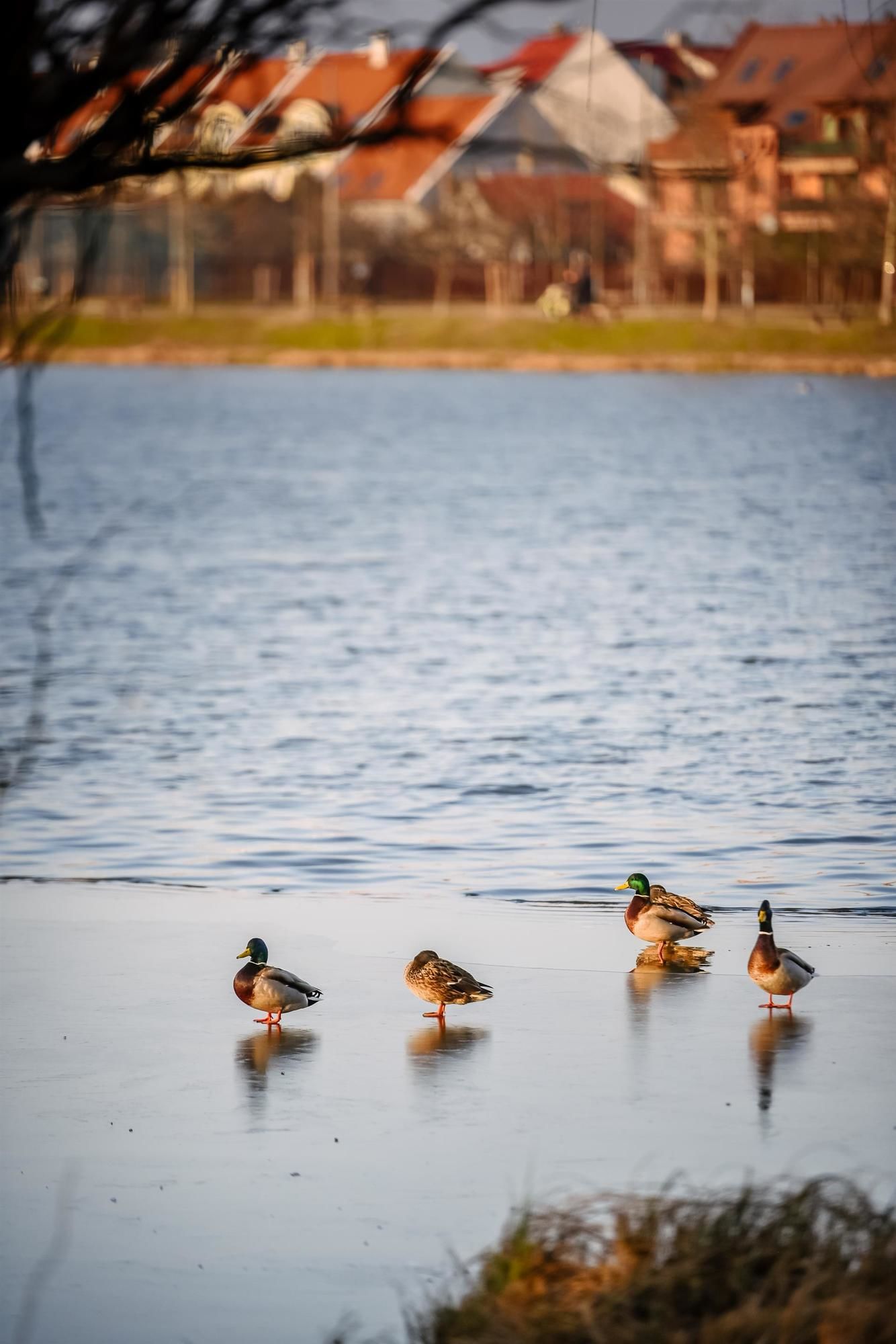 Фото Best Western Plus Lakeside Hotel